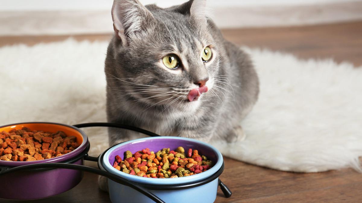5 Makanan Kucing yang Bagus